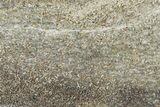 Polished Dinosaur Bone (Gembone) Slab - Morocco #349641-1